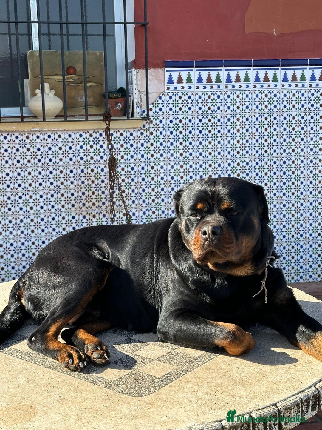 Rottweiler perros en venta: Rottweiler - Imagen 20