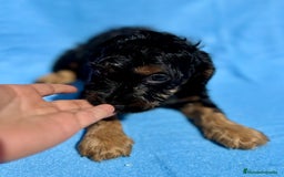 Cocker Spaniel Inglés perros en venta: COCKER SPANIEL DISPONIBLES - Imagen 6