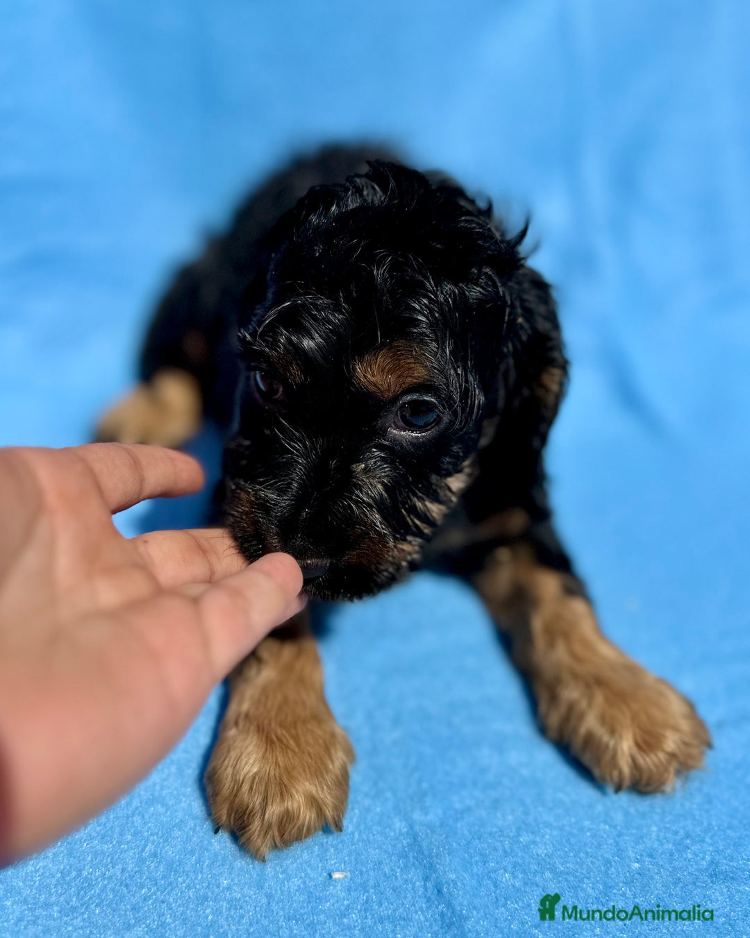 Cocker Spaniel Inglés perros en venta: COCKER SPANIEL DISPONIBLES - Imagen 6