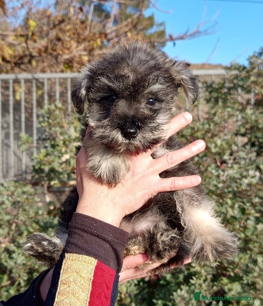 Schnauzer Miniatura perros en venta: SCHNAUZER MINIATURA NACIONAL! en Barcelona - Imagen 2