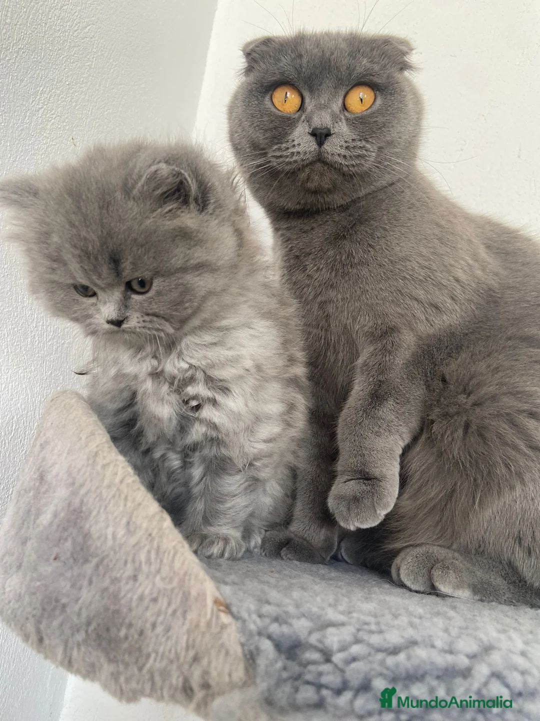 Británico de Pelo Corto Azul gatos en venta: British shorthair  - Anuncio 1