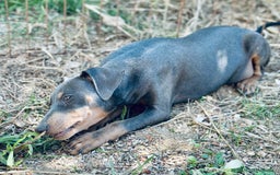 Pinscher Alemán perros en venta: PINSCHER ALEMÁN OPORTUNIDAD - Imagen 7