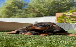 Teckel Miniatura perros en venta: TECKEL MINIATURA MACHO - Imagen 1