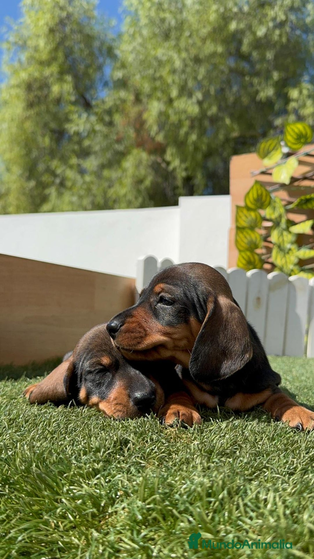 Teckel Miniatura perros en venta: TECKEL MINIATURA MACHO - Imagen 1