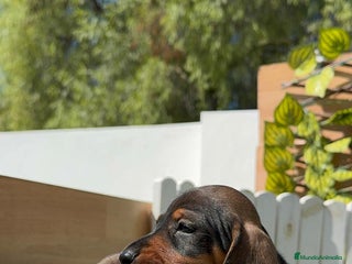 Teckel Miniatura perros - Anuncio 16