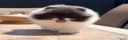 Pomerania perros en venta: Pomeranias exclusivos / alta selección  - Anuncio 8