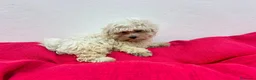 Bichón Maltés perros en venta: Bichon maltes - Anuncio 4