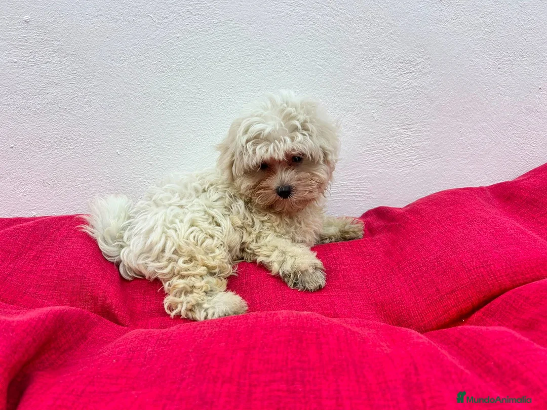 Bichón Maltés perros en venta: Bichon maltes - Anuncio 4