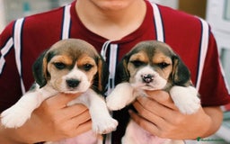 Beagle perros en venta: Cachorros Beagle 500€ ¡PRECIO REAL! - Imagen 1