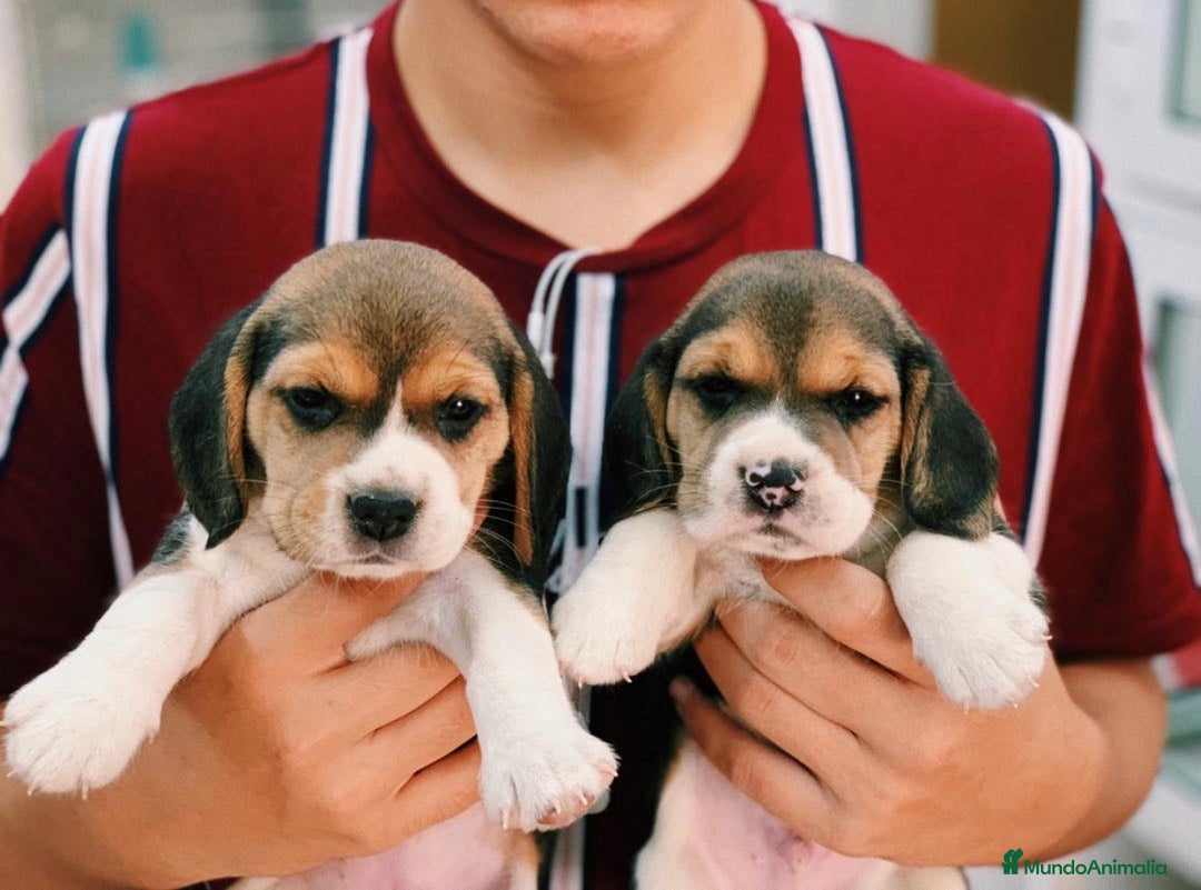 Beagle perros en venta: Cachorros Beagle 500€ ¡PRECIO REAL! - Imagen 1