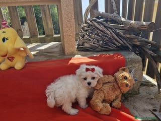 Bichón Maltés perros Bichón Maltés en Barcelona - Anuncio 39