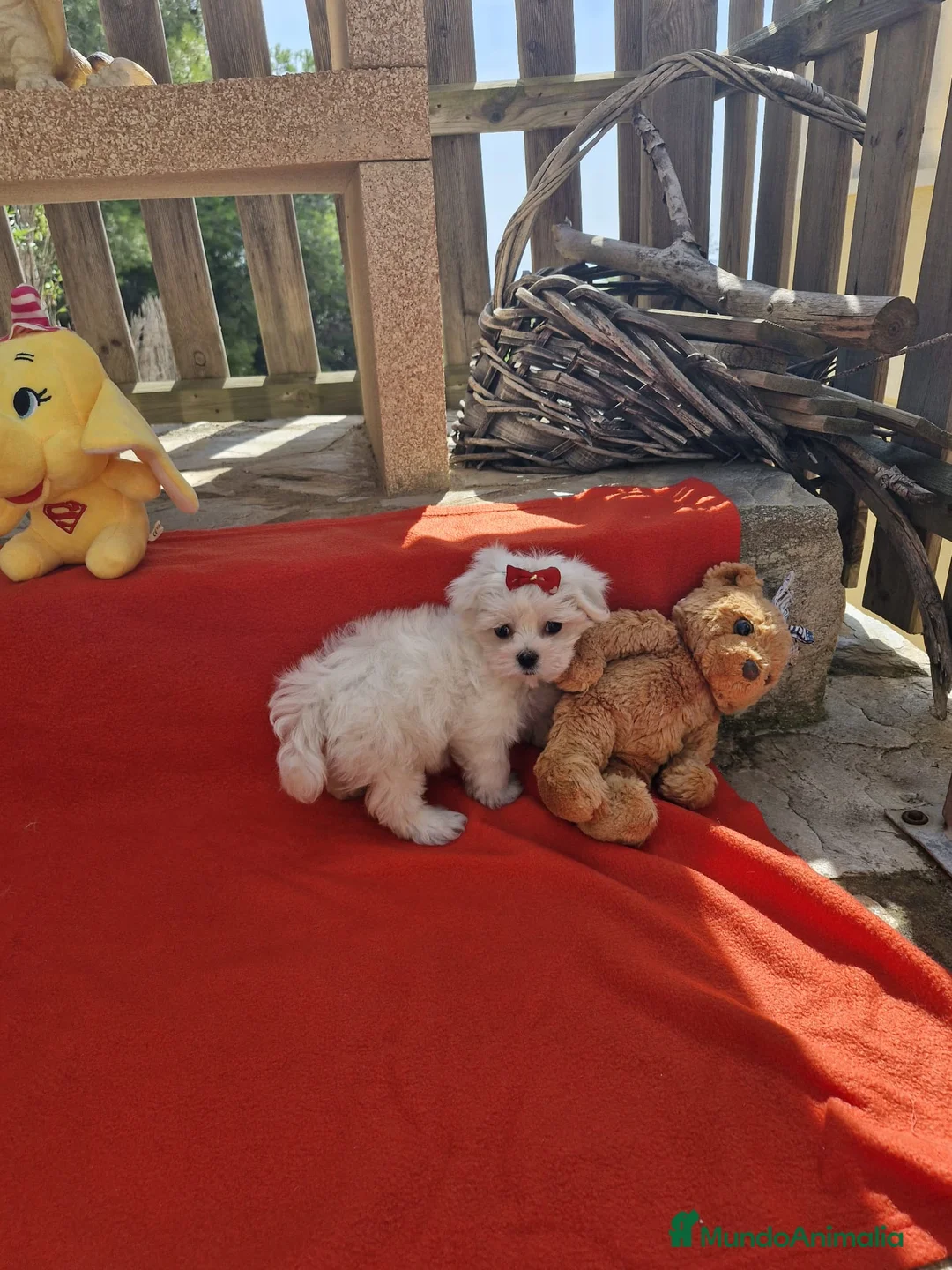 Bichón Maltés perros en venta: Bichón Maltés  en Barcelona - Anuncio 1