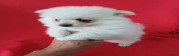 Pomerania perros en venta: Pomerania  - Anuncio 2