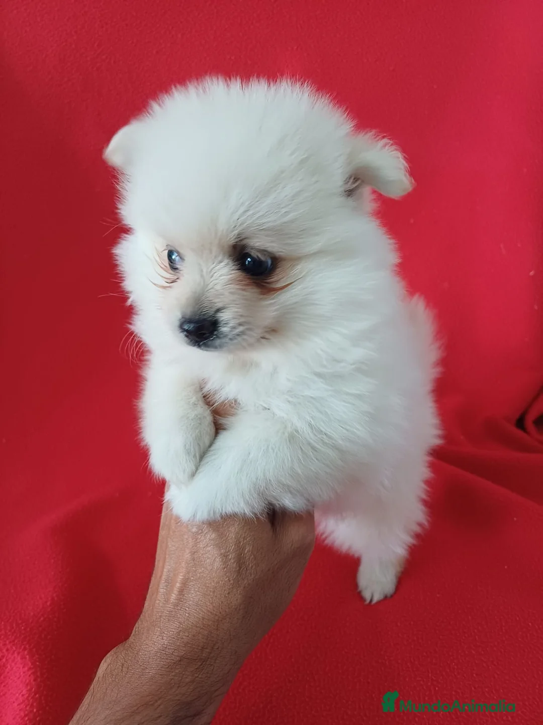 Pomerania perros en venta: Pomerania  - Anuncio 2