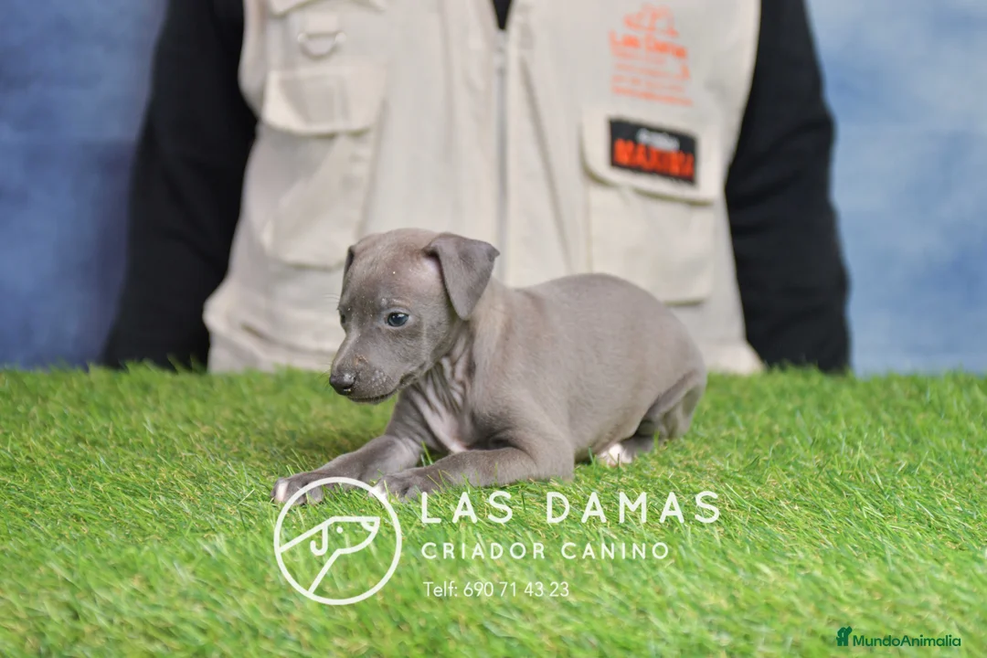 Pequeño Lebrel Italiano perros en venta: Piccolo lebrel italiano - Anuncio 5