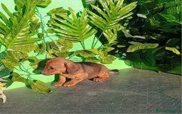 Raza Mixta perros en venta: Excelentes cachorros mixto  - Imagen 2