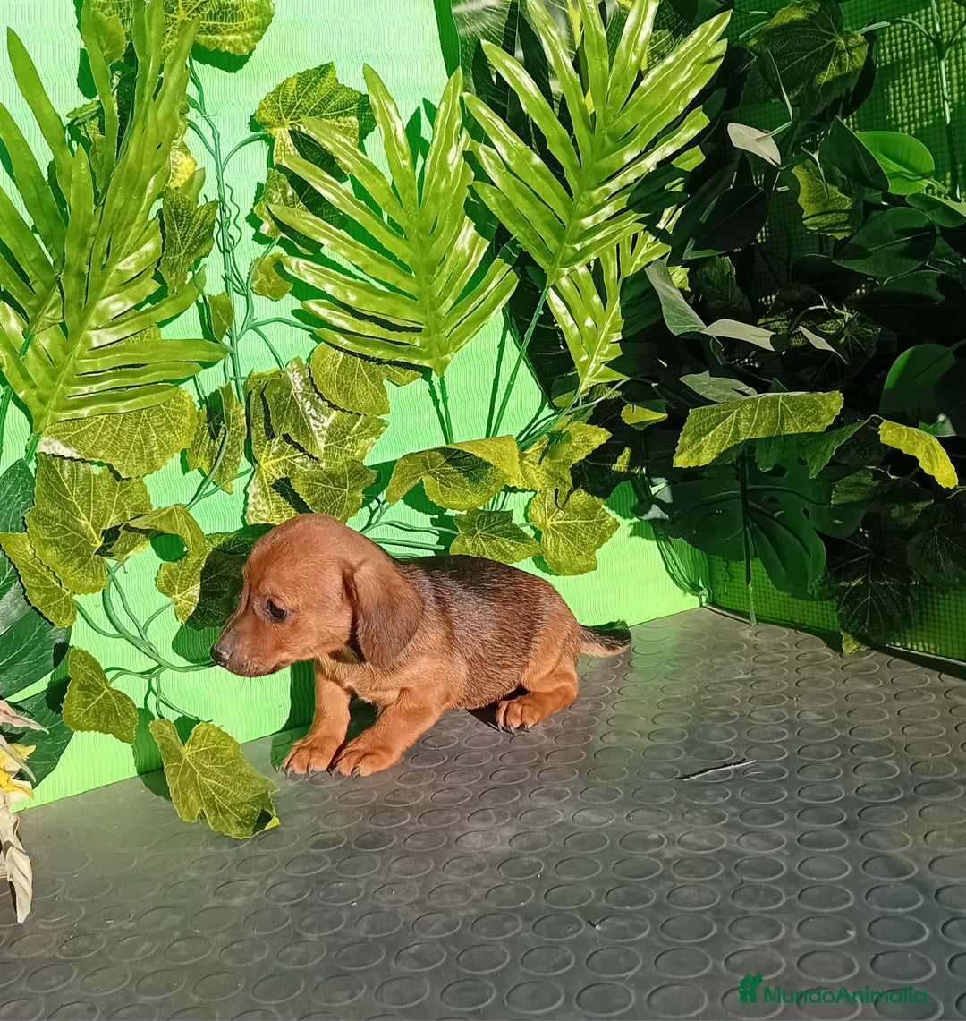 Raza Mixta perros en venta: Excelentes cachorros mixto  - Imagen 2
