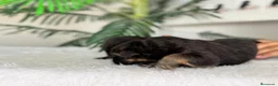 Pastor Alemán perros en venta: PASTOR ALEMAN - Anuncio 18