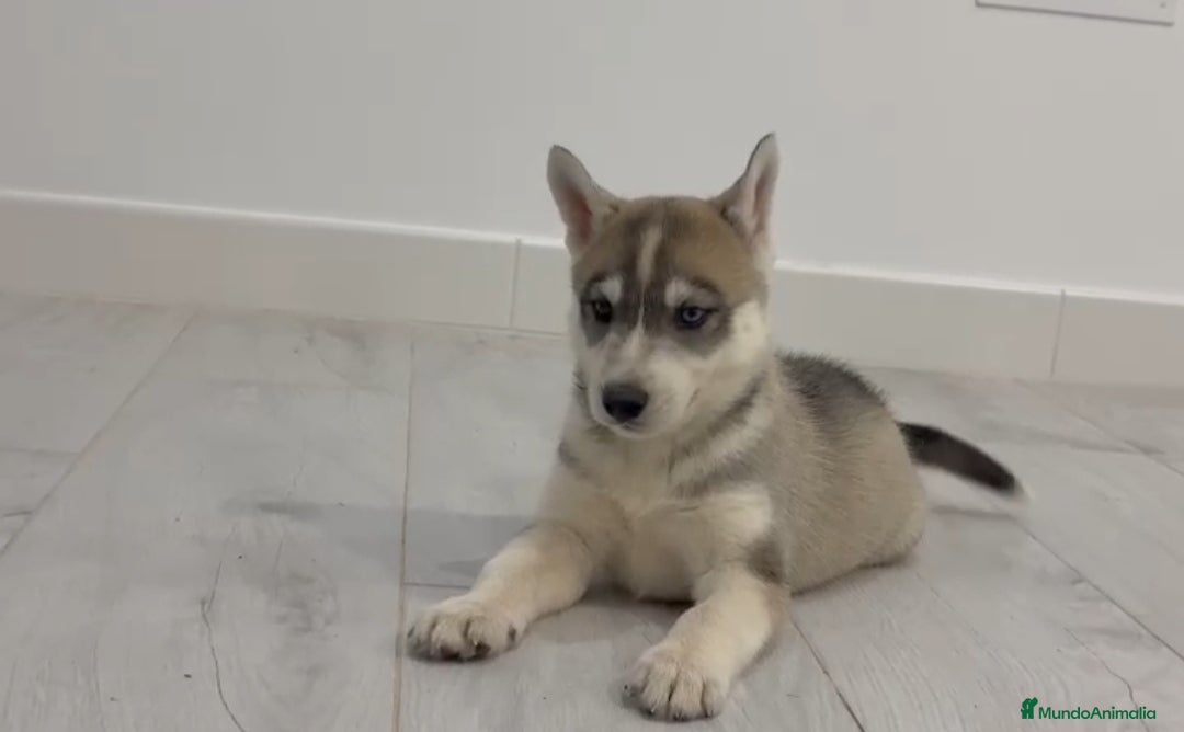 Husky Siberiano perros en venta: Husky siberianos  - Anuncio 5