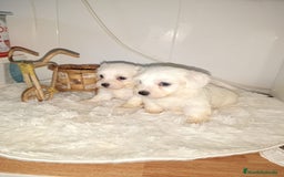 Bichón Maltés perros en venta: Bichón maltes linea americana - Imagen 2