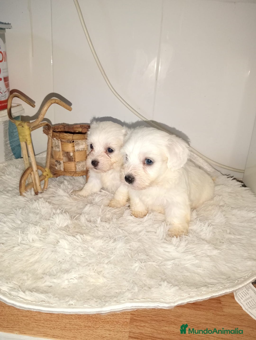 Bichón Maltés perros en venta: Bichón maltes linea americana - Imagen 2