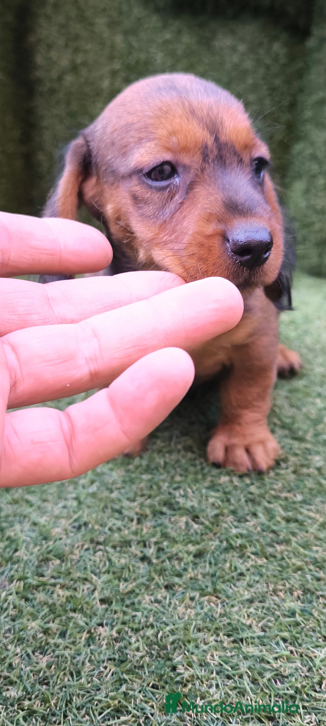 Teckel Miniatura perros en venta: teckel color jabali - Imagen 18