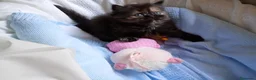 Persa gatos en venta: Disponible una parejita de persa y malayo - Anuncio 14