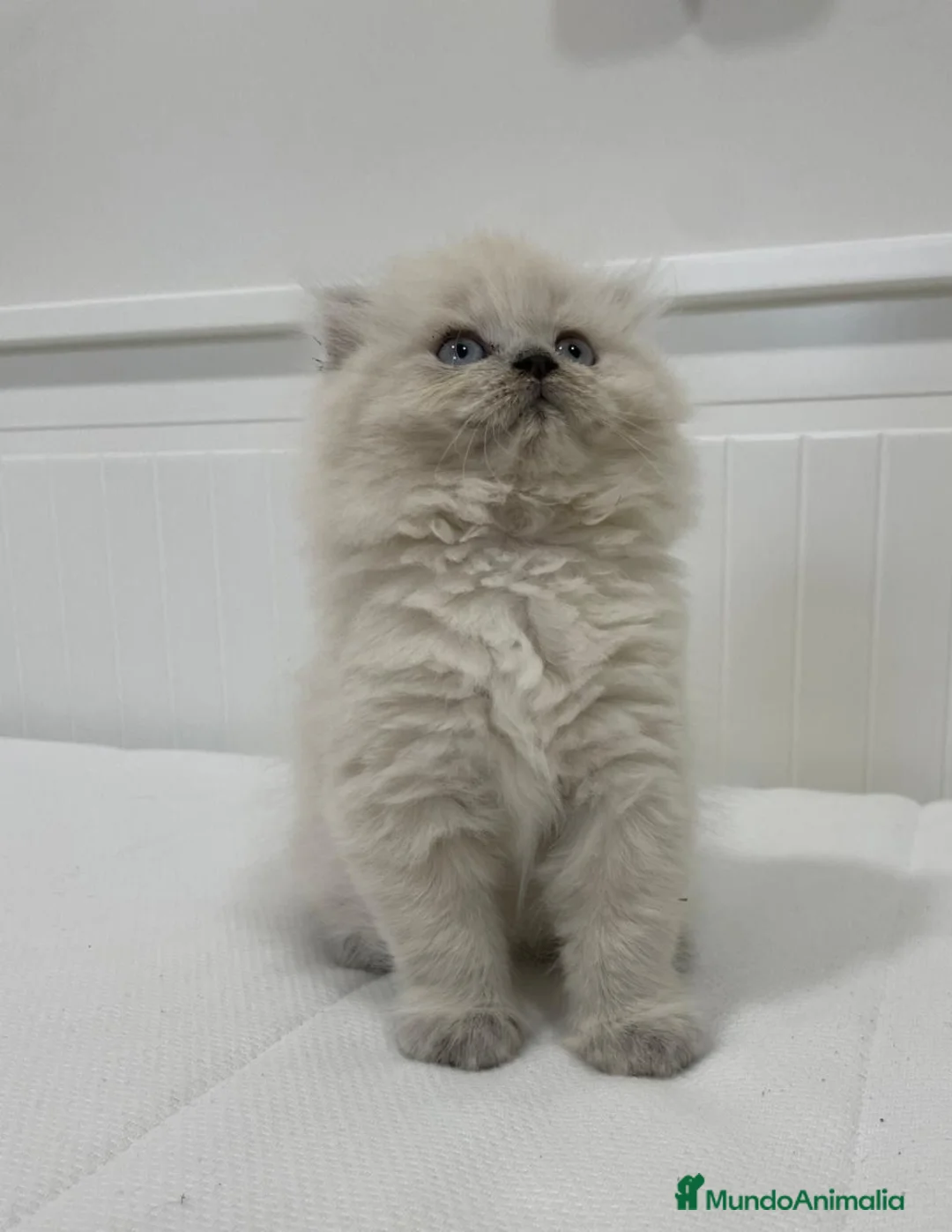 Scottish Fold gatos en venta: camada de scottis fold longhair y shorthair - Anuncio 2