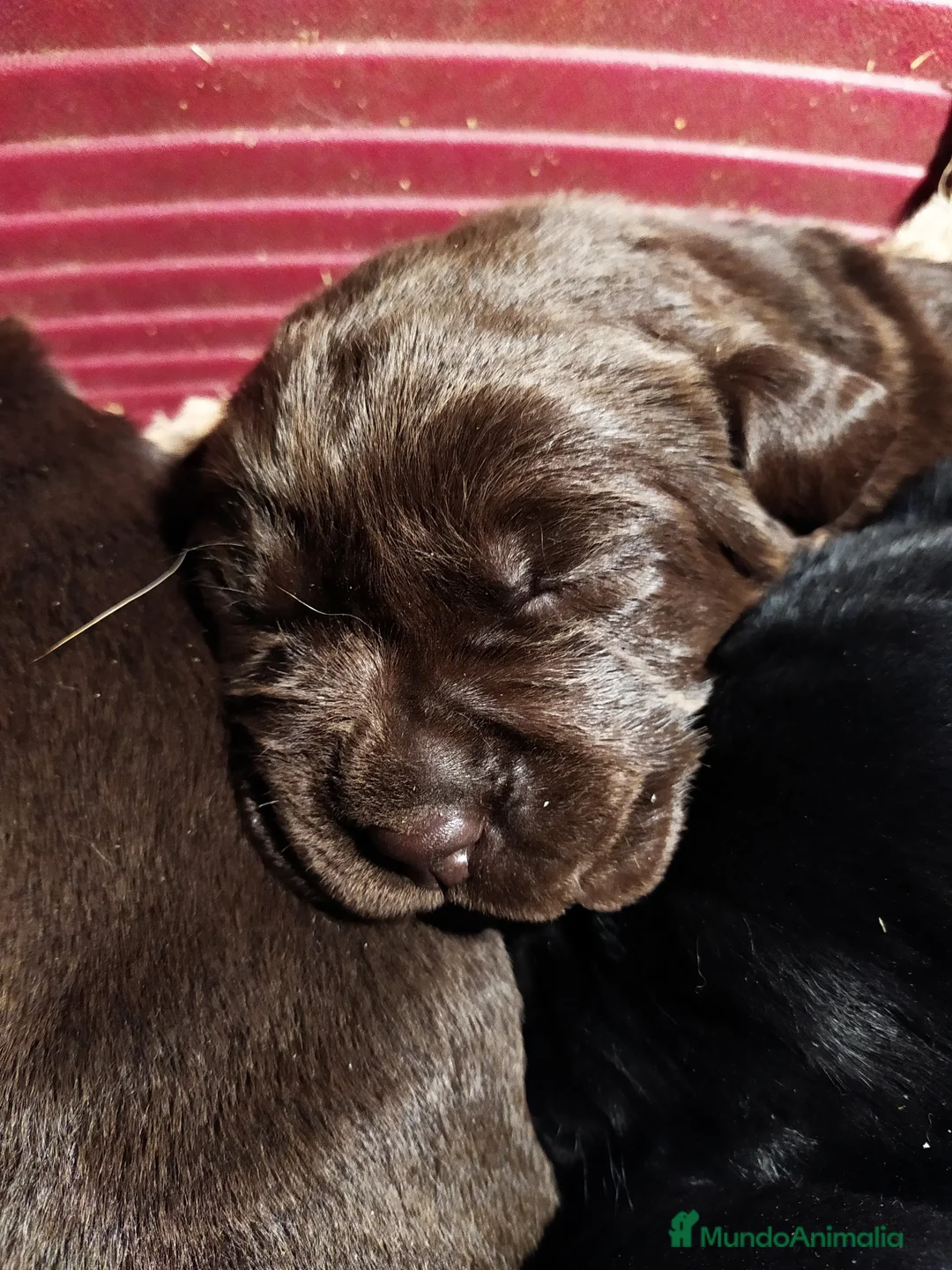 Imagen de galería {{count}}