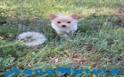 Chihuahua perros en venta: Camada Pomchi de Japi y Manchitas AQUANATURA - Imagen 12