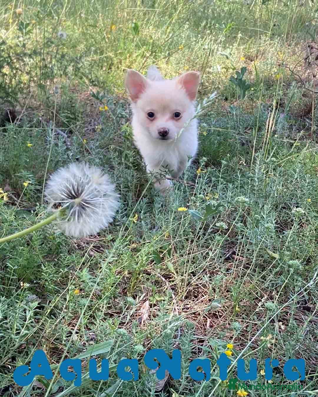 Chihuahua perros en venta: Camada Pomchi de Japi y Manchitas AQUANATURA - Imagen 12