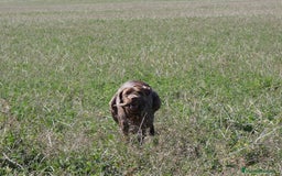 Braco Francés tipo Pirineos Talla Pequeña perros en venta: RESERVA DE CAMADA "F" DE BRACO BRANCÉS - Imagen 7