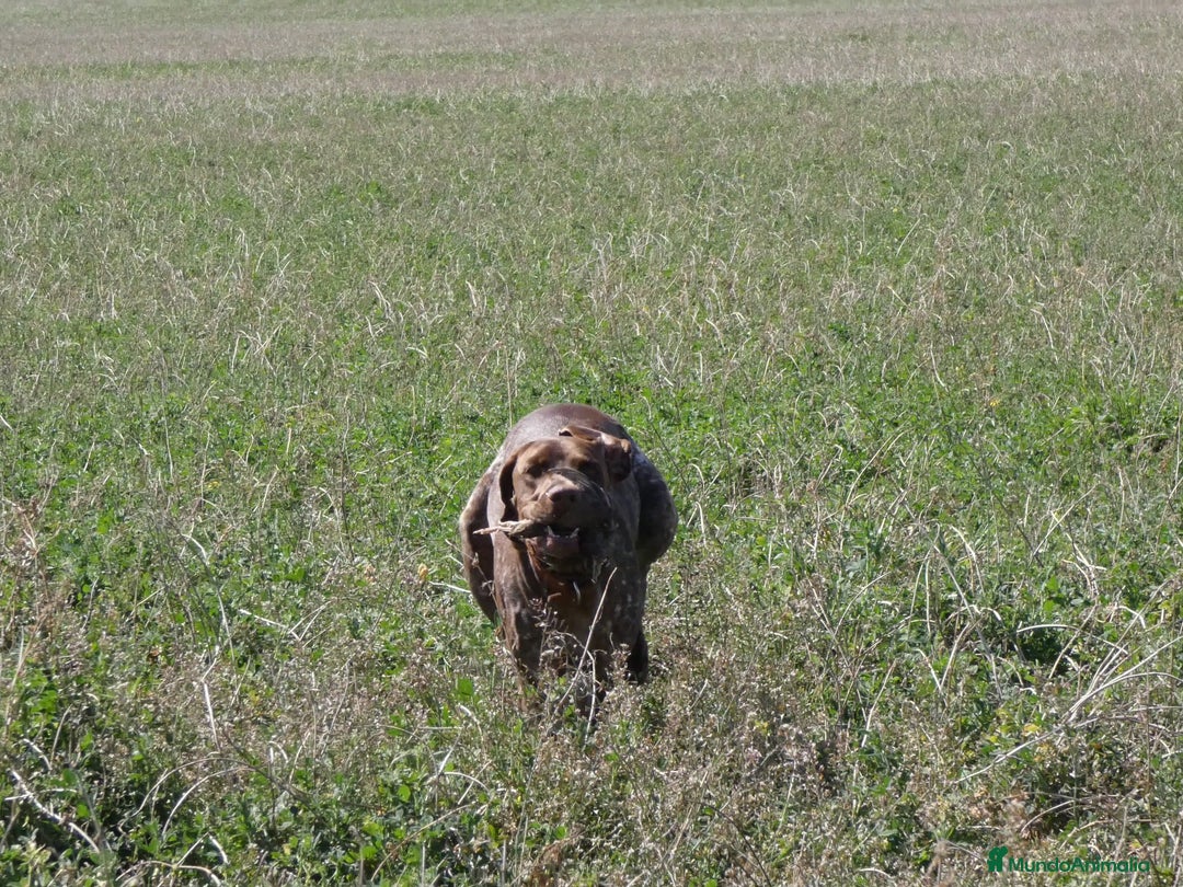 Braco Francés tipo Pirineos Talla Pequeña perros en venta: RESERVA DE CAMADA "F" DE BRACO BRANCÉS - Imagen 7