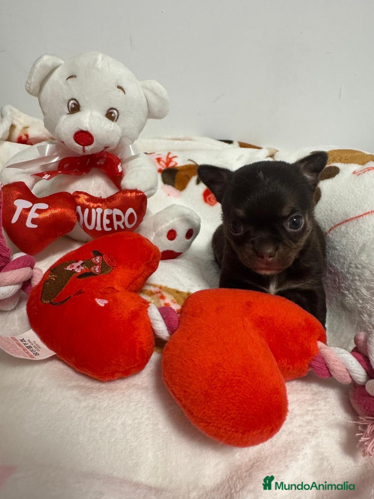 Chihuahua perros Chihuahuas cabeza manzana  - Anuncio 1