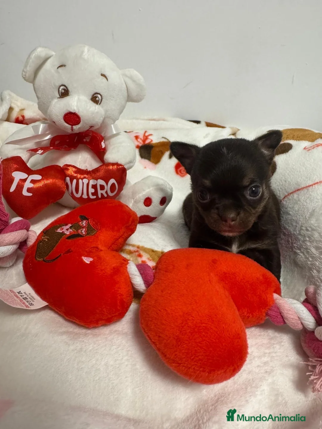 Chihuahua perros en venta: Chihuahuas cabeza manzana  - Anuncio 1