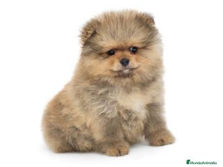 Pomerania perros Pomerania toy - Anuncio 5
