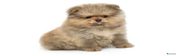 Pomerania perros en venta: Pomerania toy  - Anuncio 1