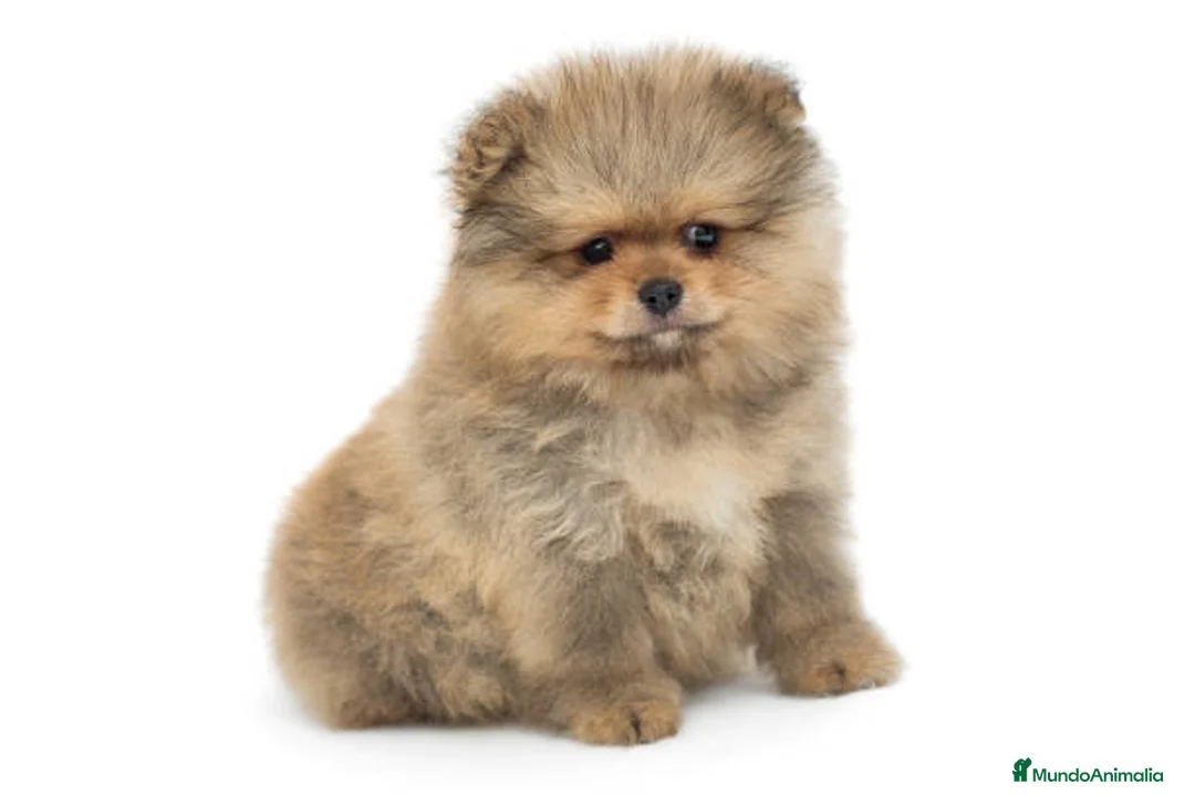 Pomerania perros en venta: Pomerania toy  - Anuncio 1