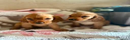 Cocker Spaniel Inglés perros en venta: CACHORRAS COCKER INGLÉS DORADAS  - Anuncio 7