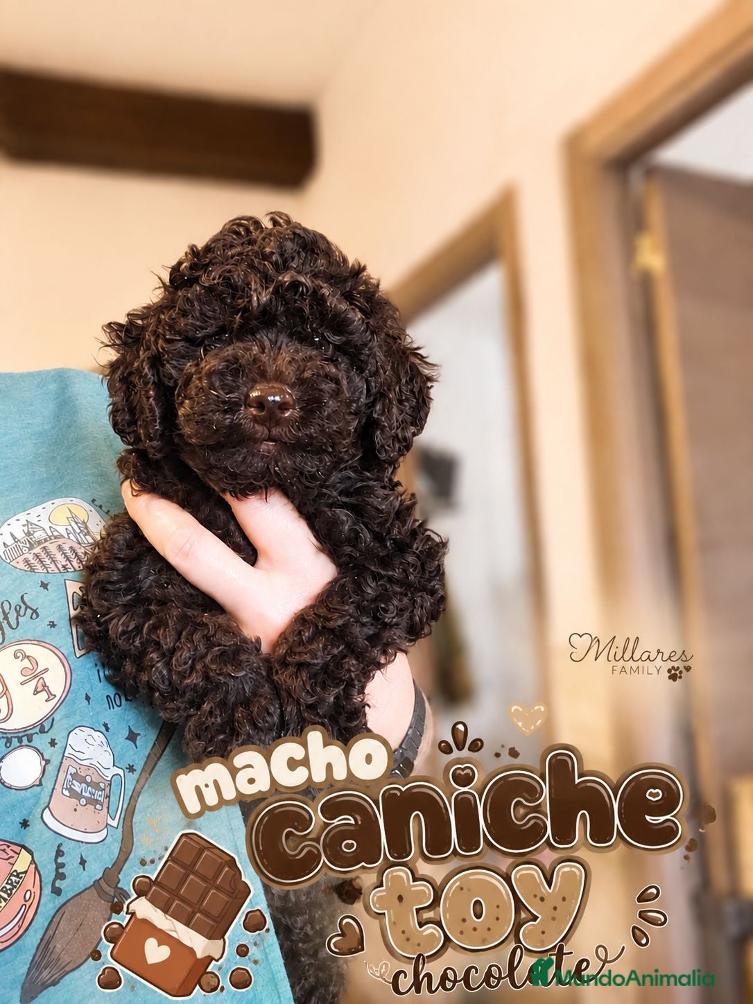 Caniche Toy perros Caniche Toy ¡Últimos cachorros disponibles! - Anuncio 1