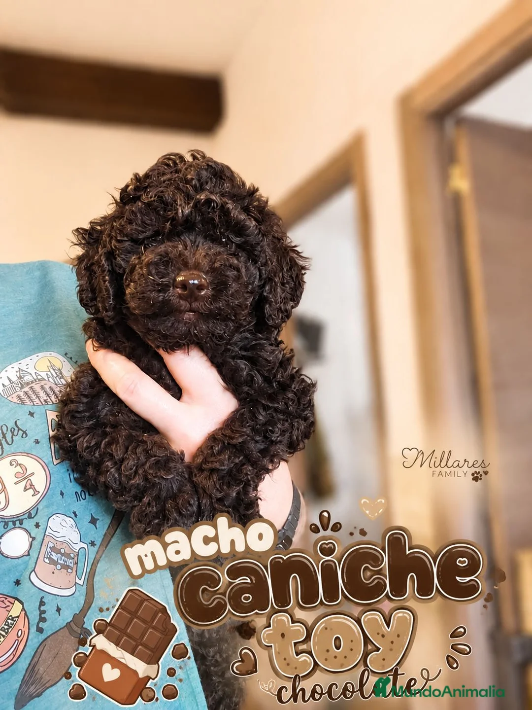 Caniche Toy perros en venta: Caniche Toy ¡Últimos cachorros disponibles! - Anuncio 1