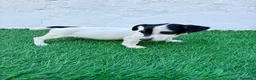Jack Russell Terrier perros en venta: Jack Russell  - Anuncio 9