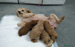 Caniche Toy perros en venta: CANICHES DISPONIBLES EXCELENTE LINEA - Imagen 8