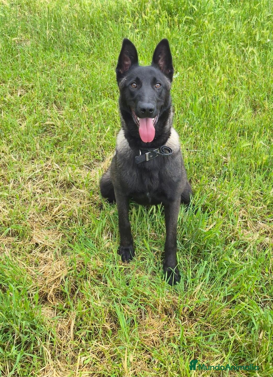 Pastor Belga Malinois perros Melinoas totalmente impresionantes  - Anuncio 30