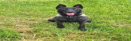 Pastor Belga Malinois perros en venta: Melinoas totalmente impresionantes  - Anuncio 2