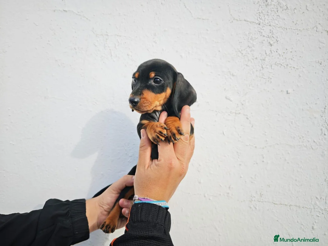 Teckel Miniatura perros en venta: Teckel  miniatura - Anuncio 6