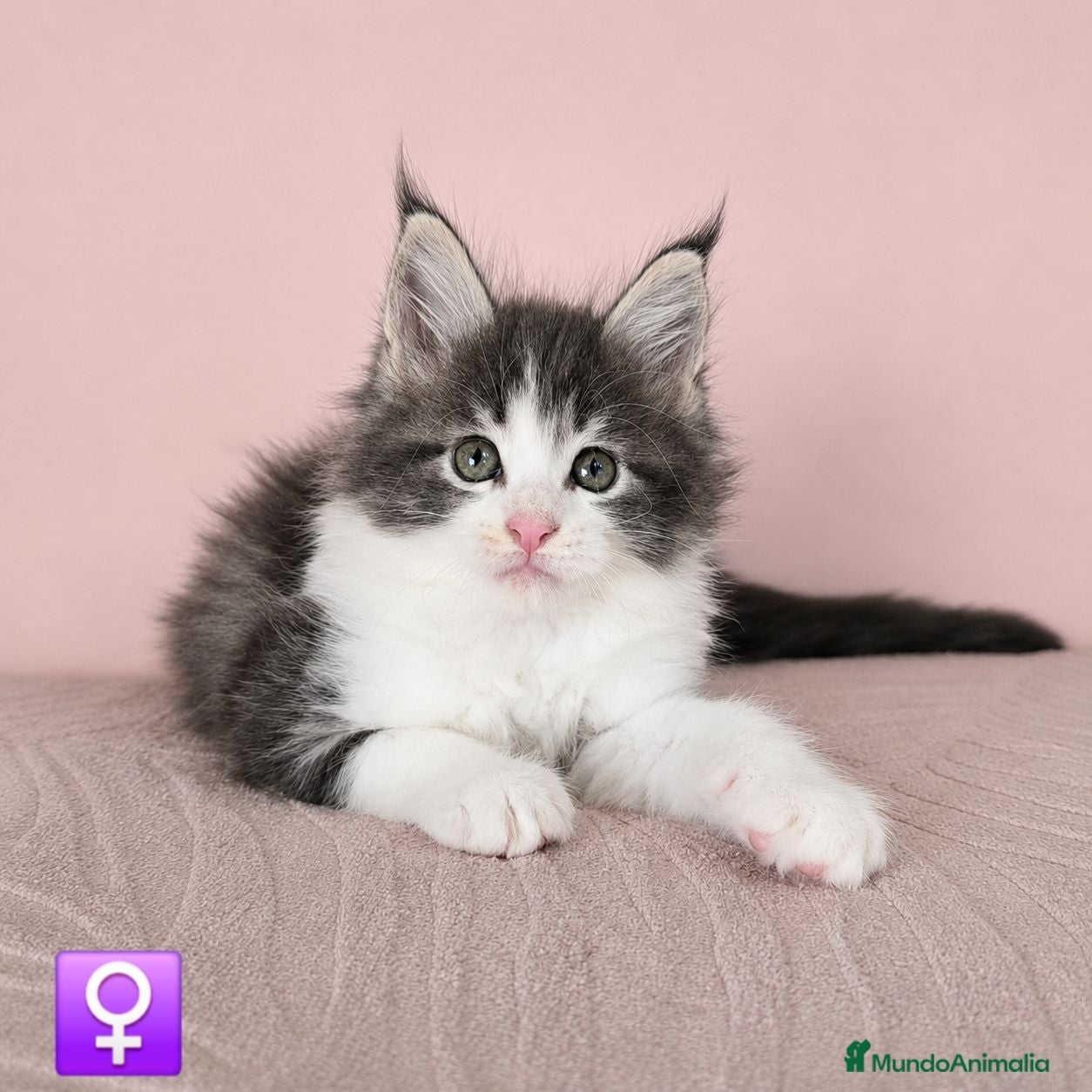 Maine Coon gatos Camada de Gatitos Maine Coon - Anuncio 1