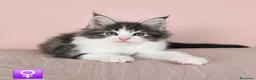 Maine Coon gatos en venta: Camada de Gatitos Maine Coon - Anuncio 1