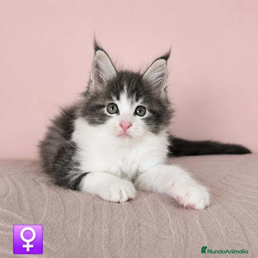 Maine Coon gatos en venta: Camada de Gatitos Maine Coon - Anuncio 1