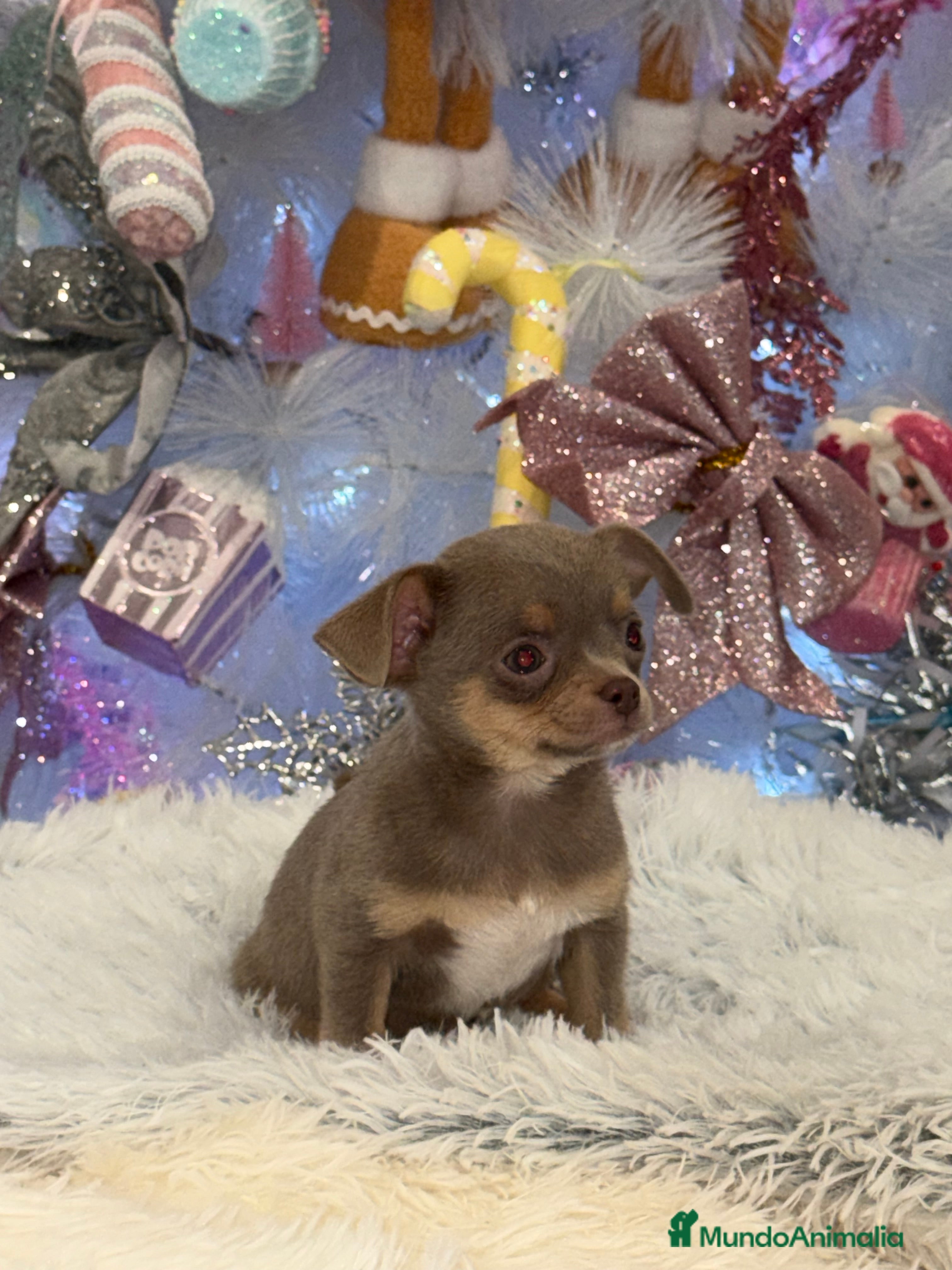 Chihuahua perros Chihuahuas estándar ojos azules  - Anuncio 15